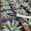 Agave utahensis v. nevadensis Cactus Lover