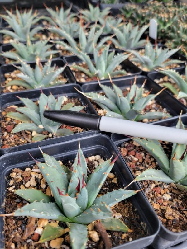 Agave utahensis v. nevadensis Cactus Lover