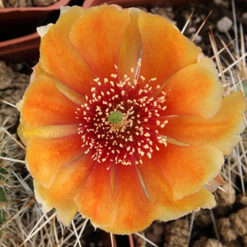 Opuntia polyacantha 'Nebraska Orange' Cactus Lover