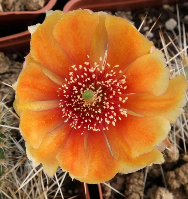 Opuntia polyacantha 'Nebraska Orange' Cactus Lover