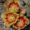 Opuntia phaeacantha 'Mesa Sky' Cactus Lover