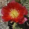 Opuntia phaeacantha 'Persimmon' Cactus Lover