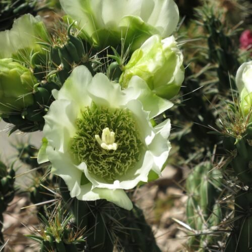 Cylindropuntia imbricata v. arborescens 'White Tower' (White Flowered Tree Cholla) Cactus Lover