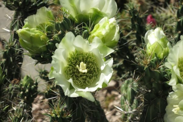 Cylindropuntia imbricata v. arborescens 'White Tower' (White Flowered Tree Cholla) Cactus Lover