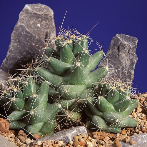 Coryphantha macromeris Cactus Lover