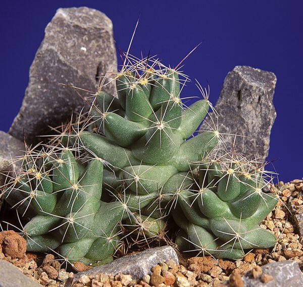 Coryphantha macromeris Cactus Lover