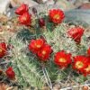 Echinocereus triglochidiatus Cactus Lover