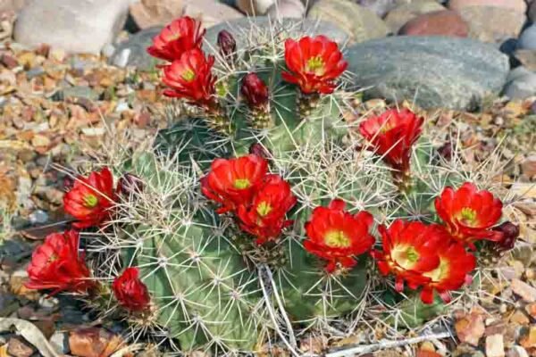 Echinocereus triglochidiatus Cactus Lover