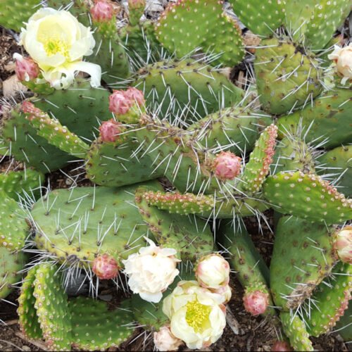 Opuntia rhodantha 'Snowball' Cactus Lover
