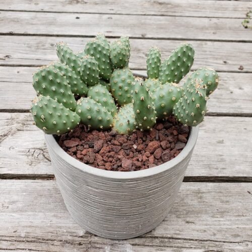 OP022 Opuntia debreczeyi 'Mouse Ears' Cactus Lover