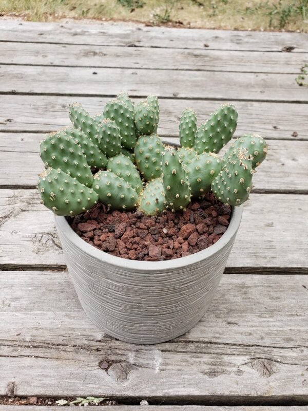 OP022 Opuntia debreczeyi 'Mouse Ears' Cactus Lover