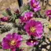 Cylindropuntia imbricata v. arborescens (Colorado Tree Cholla) Cactus Lover