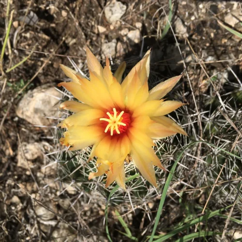 Cylindropuntia imbricata v. arborescens 'Fred's Red' Cactus Lover