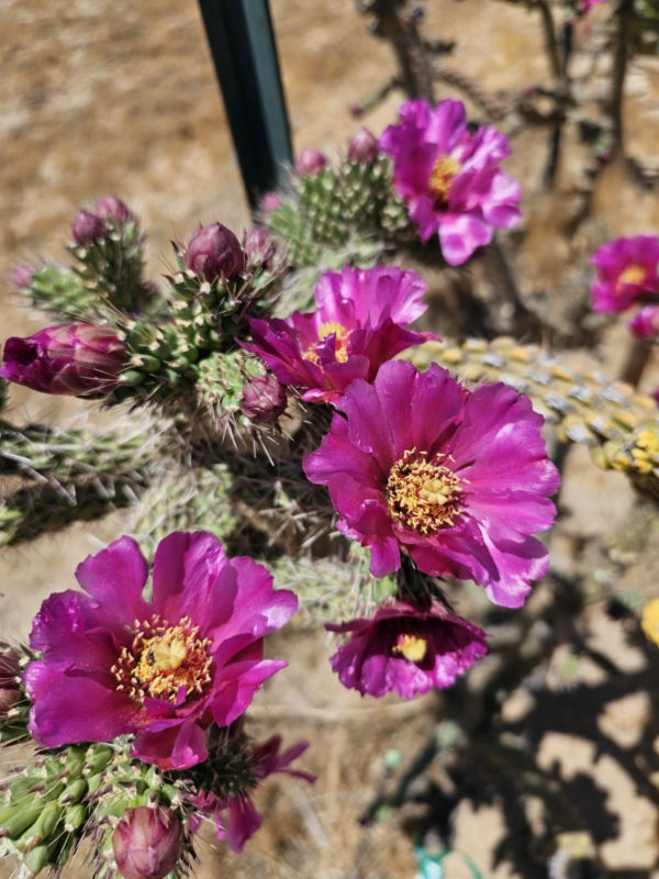 Cylindropuntia imbricata v. arborescens (Colorado Tree Cholla) Cactus Lover